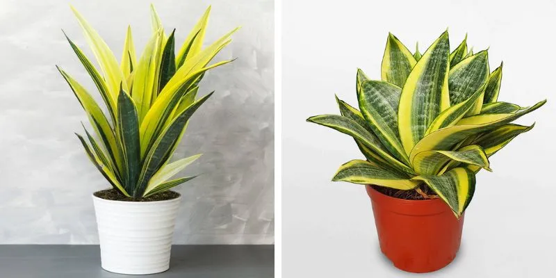 Cây lưỡi hổ vàng