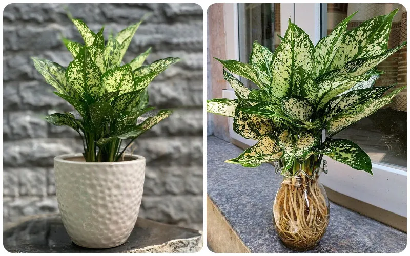 Sắc trắng xanh của cây Ngọc Ngân rất phù hợp với bản mệnh Thủy