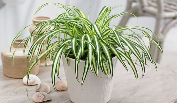 Cây Lan Chi với khả năng hấp thụ độc tố vượt trội