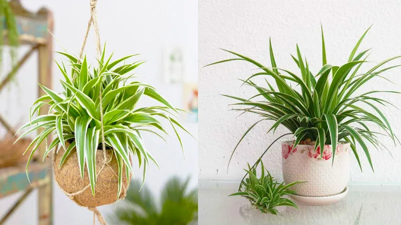 Cây Lan Chi mang vẻ đẹp thanh lịch và khả năng lọc độc tố vượt trội