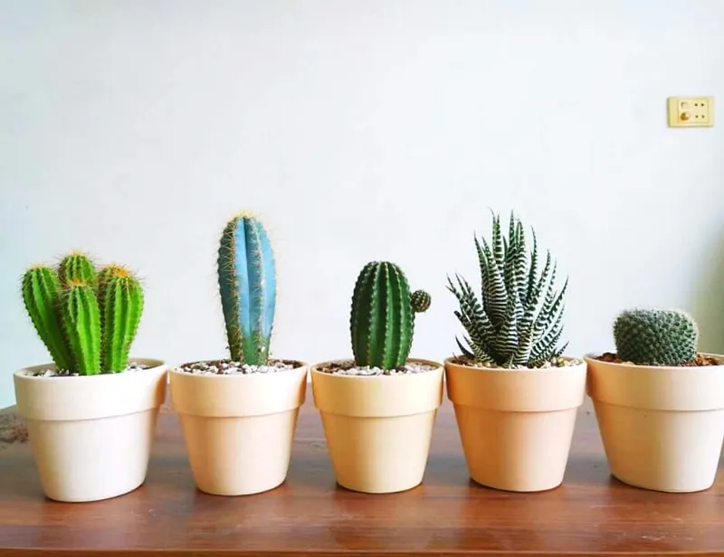 Cây xương rồng phù hợp cho người mệnh Thổ