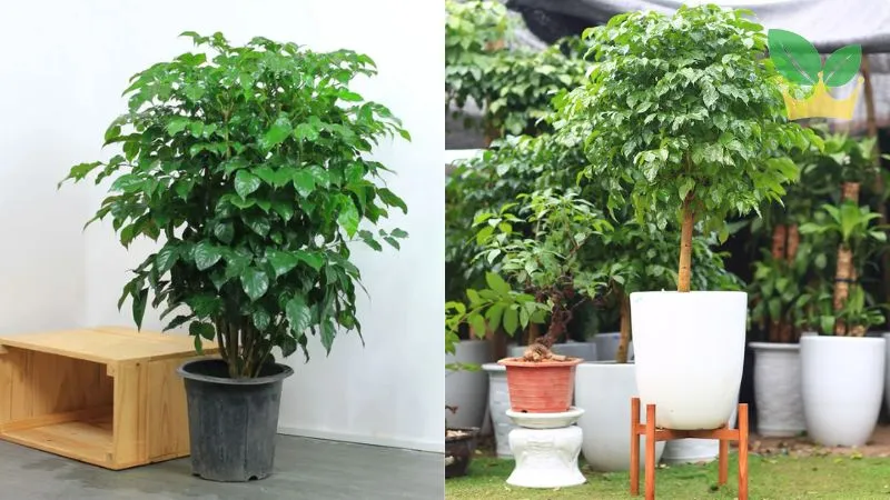 1992 hợp cây phong thủy gì