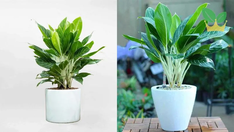 Tuổi Thân 1992 hợp cây gì để bàn làm việc