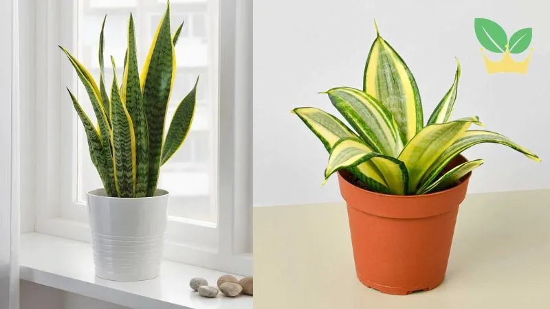 Cây để bàn làm việc hợp 1992