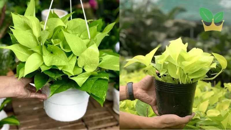 Tuổi Thân hợp cây gì để bàn làm việc