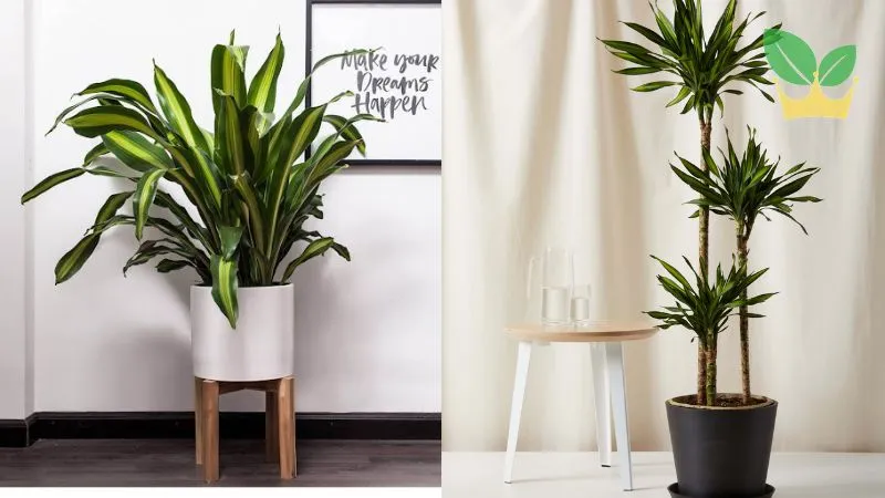 Năm 1992 hợp cây gì