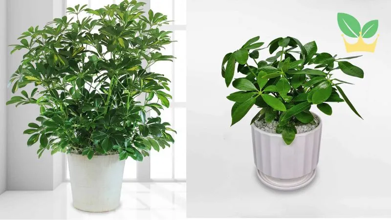 Tuổi 1992 hợp với cây gì