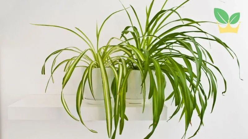 Tuổi Nhâm Thân hợp cây gì để bàn làm việc