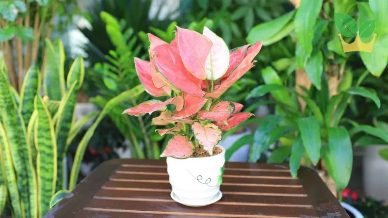 Nam 1992 hợp hướng bàn làm việc nào