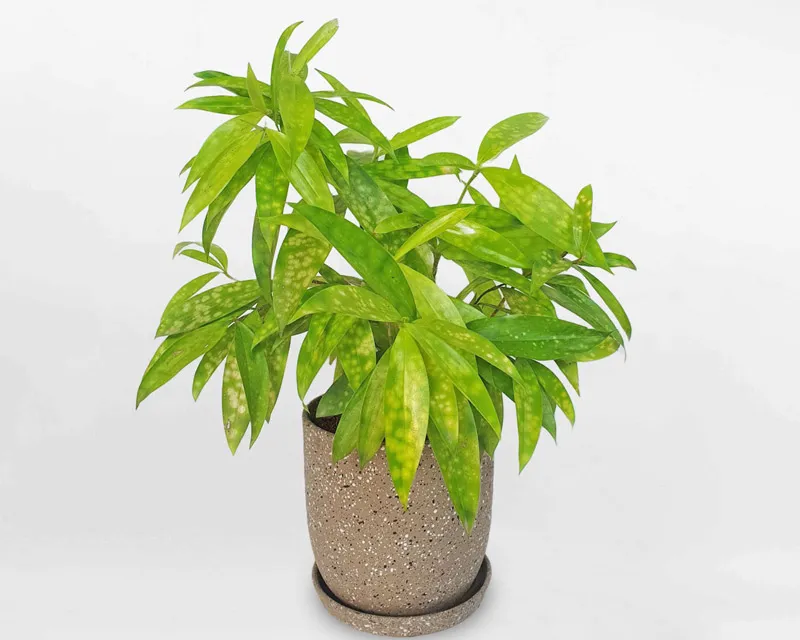 Cây Trúc Nhật Vàng