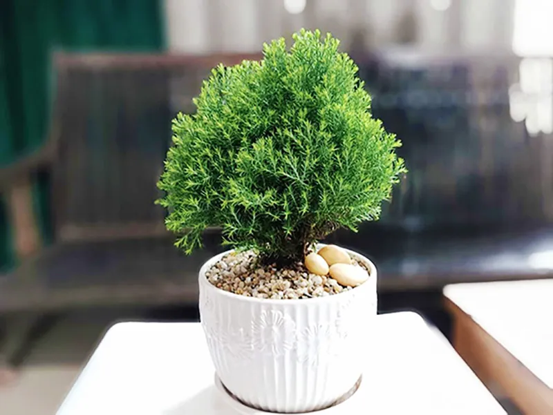 Tùng Bồng Lai mang ý nghĩa quý nhân phù trợ cho người mệnh Thủy