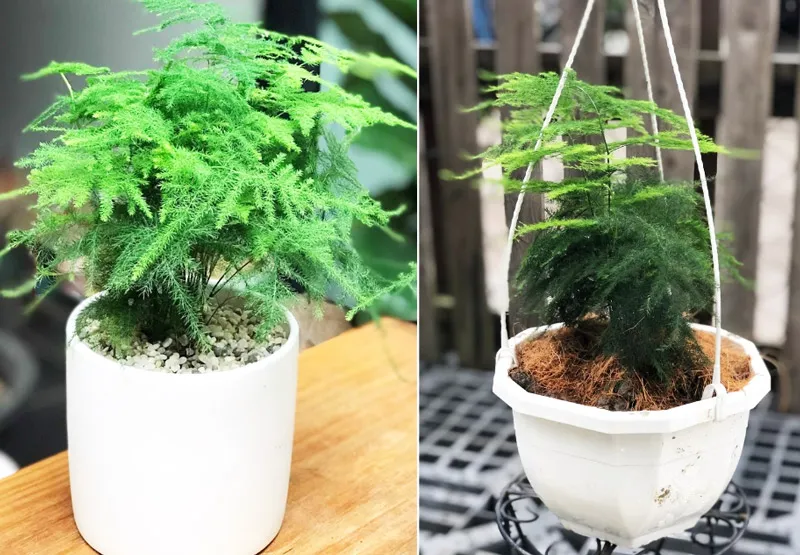 Cây Thủy Tùng giúp người mệnh Thủy cân bằng cảm xúc và lý trí