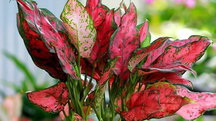 Cây Vạn Lộc đỏ mang đến tài lộc ngay từ tên gọi