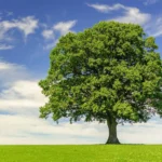 820874f8e95fc3 mausacphongthuychomenhmoc1