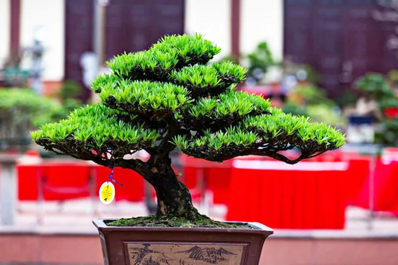 Tùng La Hán mang thần thái uy nghiêm và tĩnh lặng