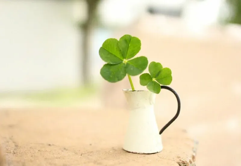 Hình ảnh đậu đỏ giúp các bạn học sinh thi cử đỗ đạt cao