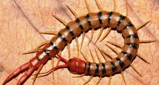 Giải Mã Giấc Mơ Thấy Rết: Điềm Báo Đại Cát Hay Hiểm Họa Năm 2026? 23 Mơ thấy rết: Dự báo may mắn hay điềm xấu?