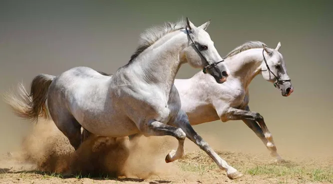 Tổng quan vận trình cuộc đời người sinh năm Giáp Ngọ 1954