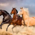 Người tuổi Ngọ 1954 sở hữu tinh thần tự do và ý chí kiên định