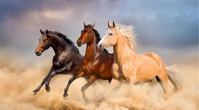 Người tuổi Ngọ 1954 sở hữu tinh thần tự do và ý chí kiên định