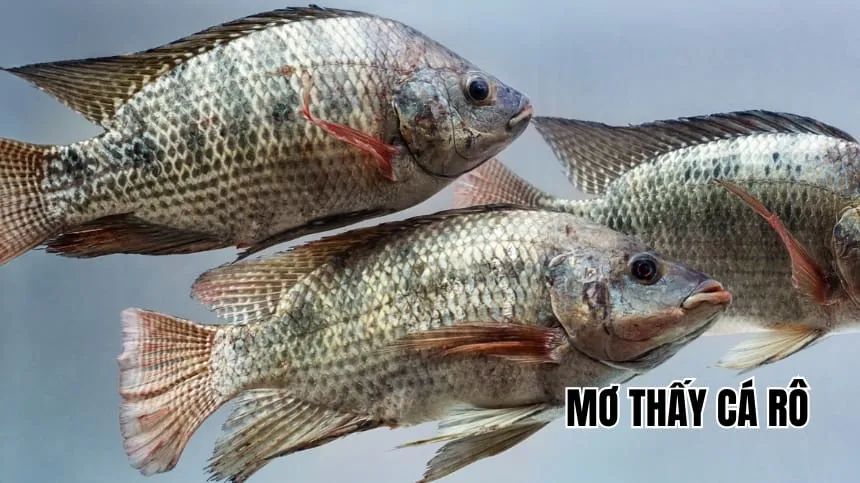 Giải Mã Giấc Mơ Thấy Cá Rô: Điềm Báo Tài Lộc Hay Sóng Gió? 12 Mơ thấy cá rô: Giải mã giấc mơ và điềm báo cuộc sống