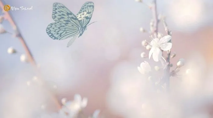 Bảng số may mắn khi mơ thấy bướm