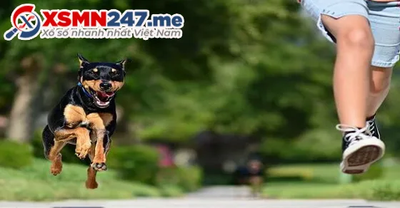 Nằm Mơ Thấy Chó Đuổi Đánh Con Gì? Bảng Số May Mắn Chuẩn Nhất 8 Bảng số may mắn khi mơ thấy chó đuổi