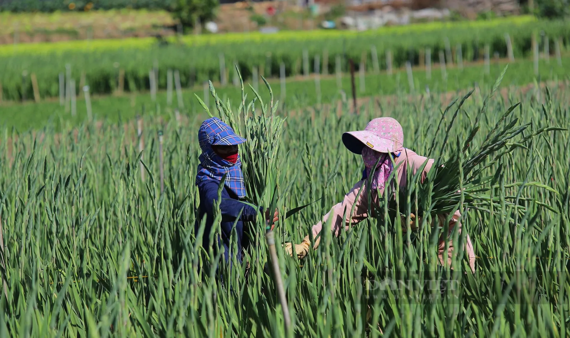 Hoa lay ơn tượng trưng cho sự thuần khiết, thanh tao, trang nhã nên được nhiều gia đình lựa chọn để thắp hương trên bàn thờ vào dịp Tết.