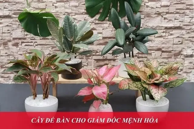 Bỏ túi danh sách các loại cây để bàn làm việc hợp mệnh Hỏa