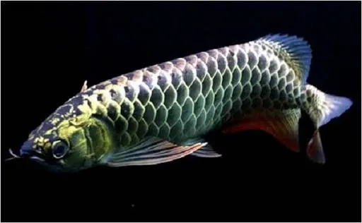 Cá rồng màu đen tương sinh với người mệnh Mộc