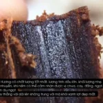 Kỳ Nam – Trầm Hương tự nhiên cao cấp hội tụ tinh hoa đất trời