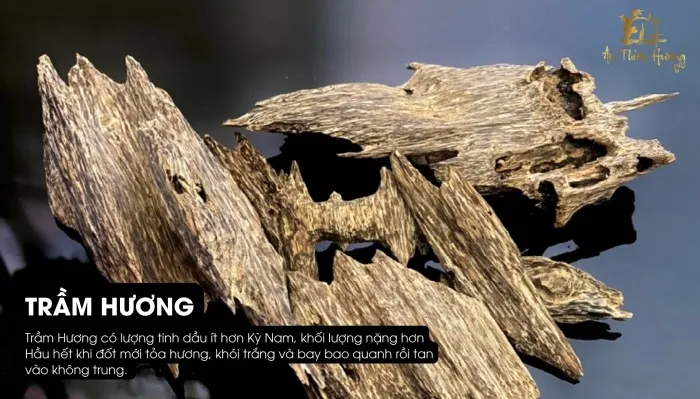 Mẫu trầm hương tự nhiên với thớ gỗ nhiễm dầu sậm màu