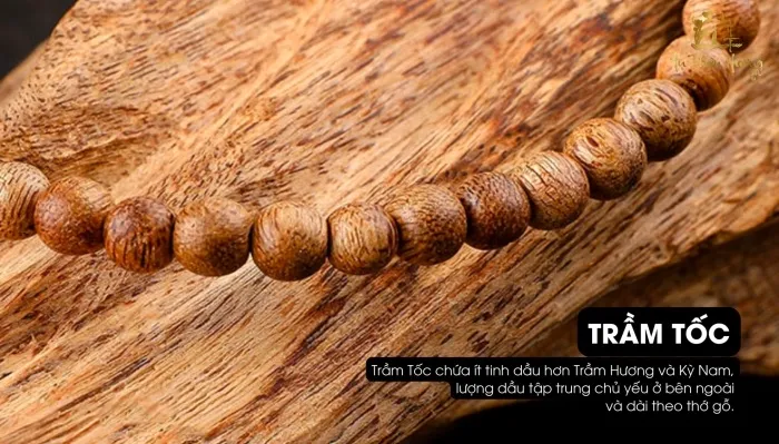 Phôi trầm tốc tự nhiên được khai thác từ rừng già