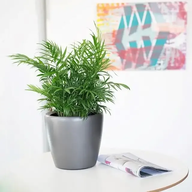 Cau Tiá»ƒu TrÃ¢m