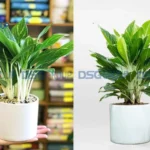 Cây bạch mã hoàng tử hợp với người mệnh kim