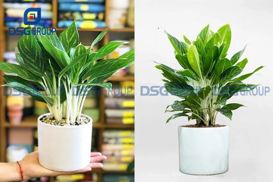 Cây bạch mã hoàng tử hợp với người mệnh kim