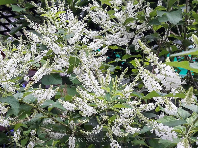 Cận cảnh chậu bạch trầm hương sai hoa