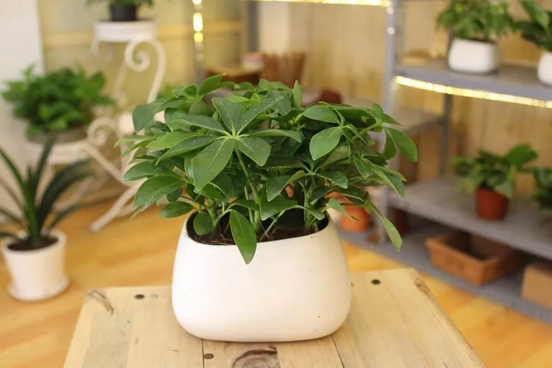 Cây Ngũ Gia Bì xanh tốt cho người mệnh Thổ