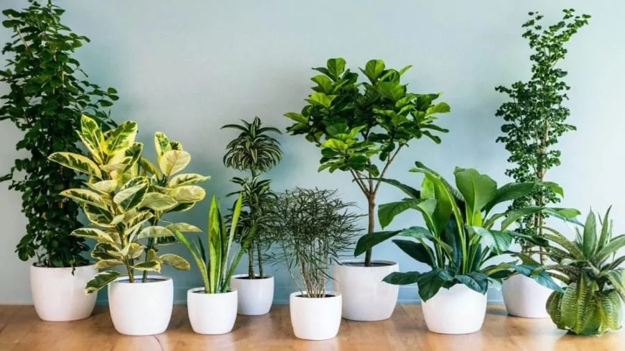 Cây cảnh phong thủy cho người mệnh Thổ