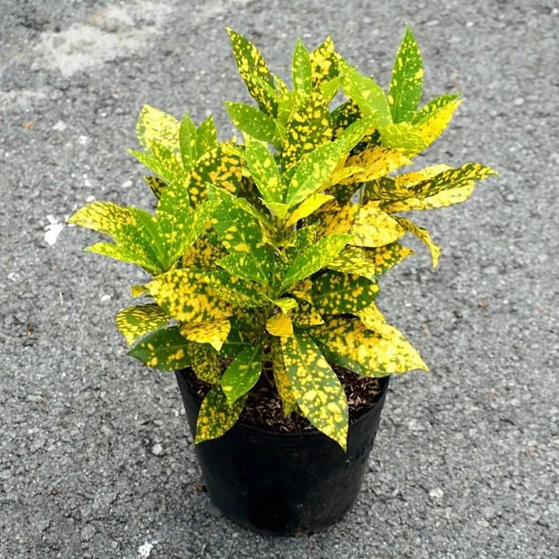 Cây cô tòng lá đốm