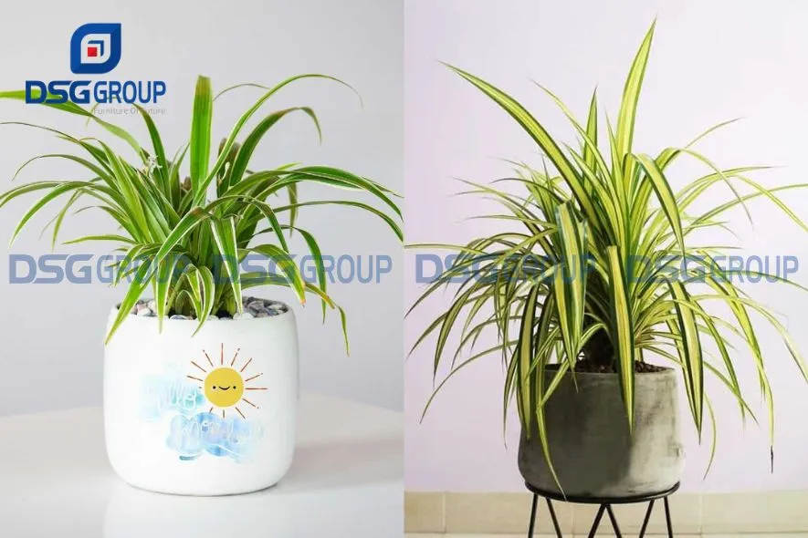 Cây cỏ lan chi giúp có ích trong các mối quan hệ công việc