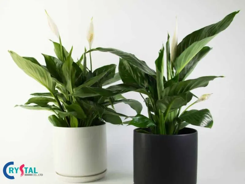 Lưu ý khi chọn cây cho người mệnh Kim