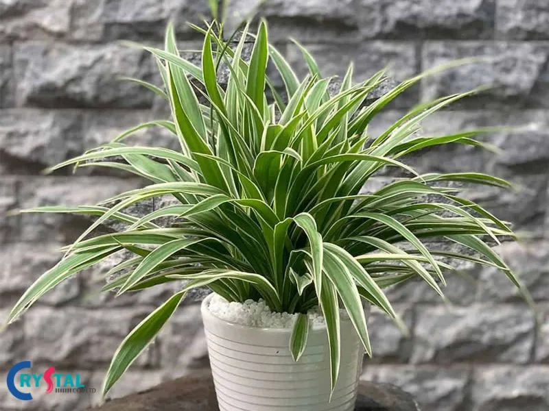 Cây Nhện Nhện đem lại nhiều may mắn cho người mệnh Kim