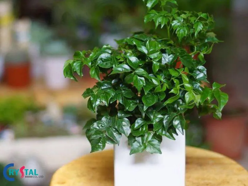 Cây Hạnh phúc củng cố sức khỏe tinh thần