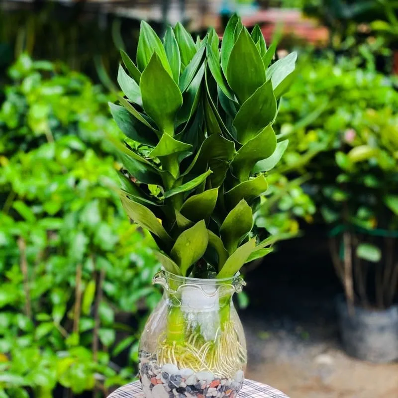 Cây Búp Sen đem lại sự phát tài cho mệnh Kim