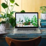 Tổng hợp 13 loại cây để bàn làm việc hợp mệnh Mộc mang lại may mắn