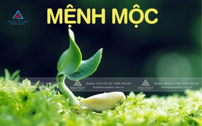 Các năm sinh thuộc hành Mộc và mối liên hệ với cây xanh phong thủy