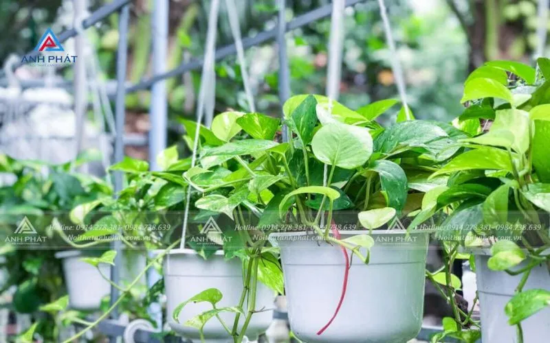 Cây trầu bà xanh giúp thanh lọc không khí và thu hút may mắn