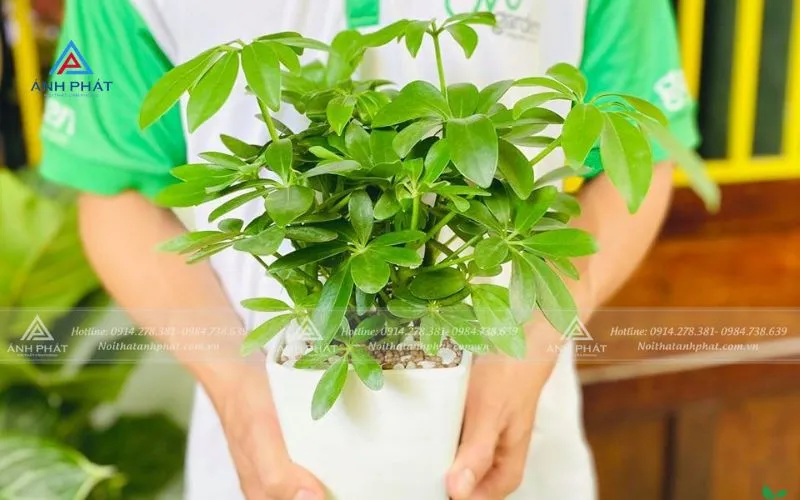 Chậu cây ngũ gia bì xanh tốt trên bàn làm việc của người mệnh Mộc