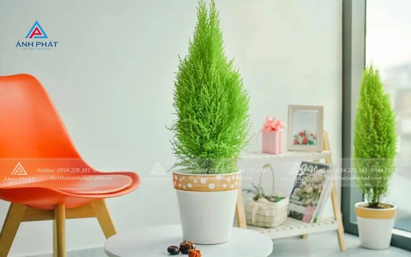 Cây tùng thơm với mùi hương dễ chịu hỗ trợ sự tập trung